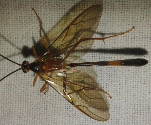 Réf. 207 756 : Stauropoctonus bombycivorus
